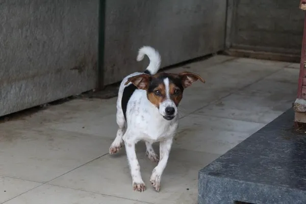 Pies do adopcji, Bełchatów, 23 kwietnia 2024 (4/4)