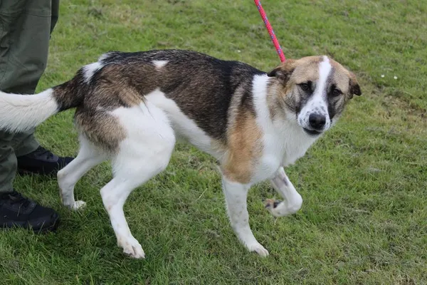 Pies do adopcji, Bełchatów, 2 kwietnia 2025 (1/5)