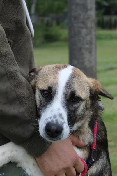 Pies do adopcji, Bełchatów, 2 kwietnia 2025 (2/5)