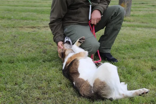 Pies do adopcji, Bełchatów, 2 kwietnia 2025 (4/5)