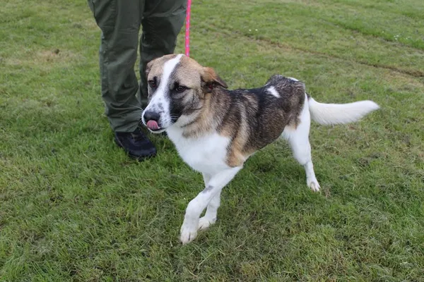 Pies do adopcji, Bełchatów, 2 kwietnia 2025 (5/5)