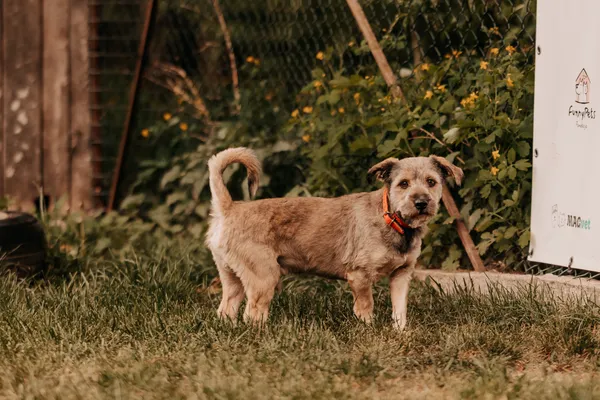 Pies do adopcji, Czartki, 22 maja 2025 (2/5)