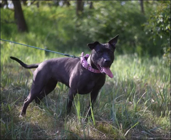 Znaleziono psa, Grudziądz, 4 grudnia 2024