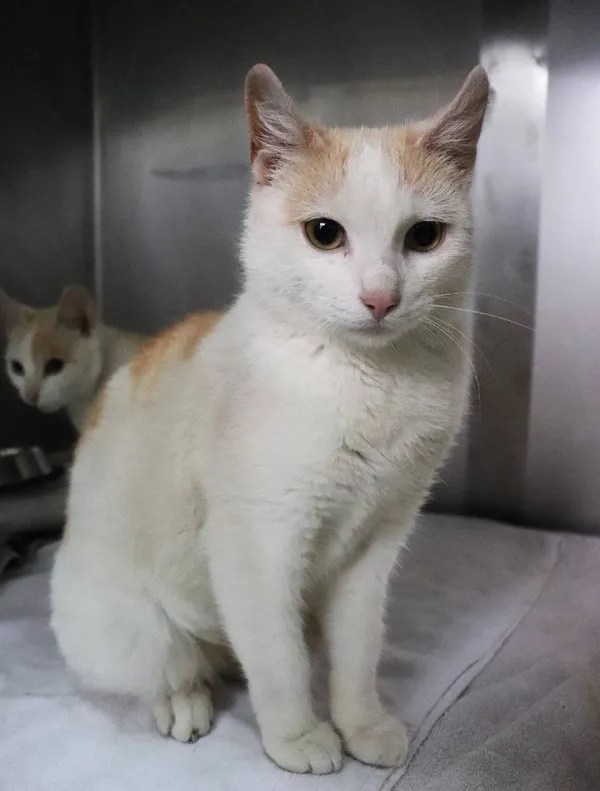 Znaleziono kota, Łódź, 22 maja 2025 (1/5)