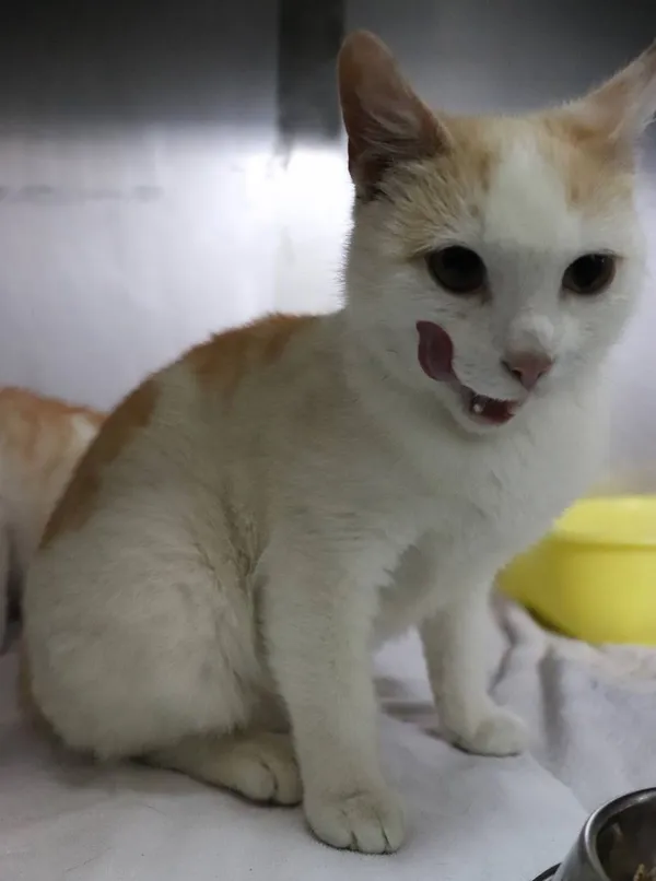 Znaleziono kota, Łódź, 22 maja 2025 (2/5)