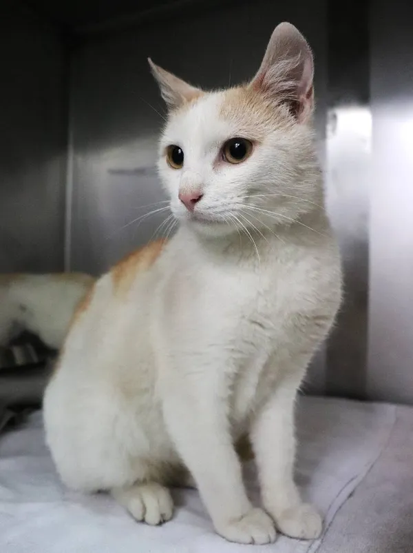 Znaleziono kota, Łódź, 22 maja 2025 (5/5)