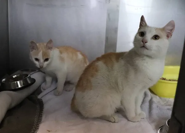 Znaleziono kota, Łódź, 22 maja 2025 (2/5)