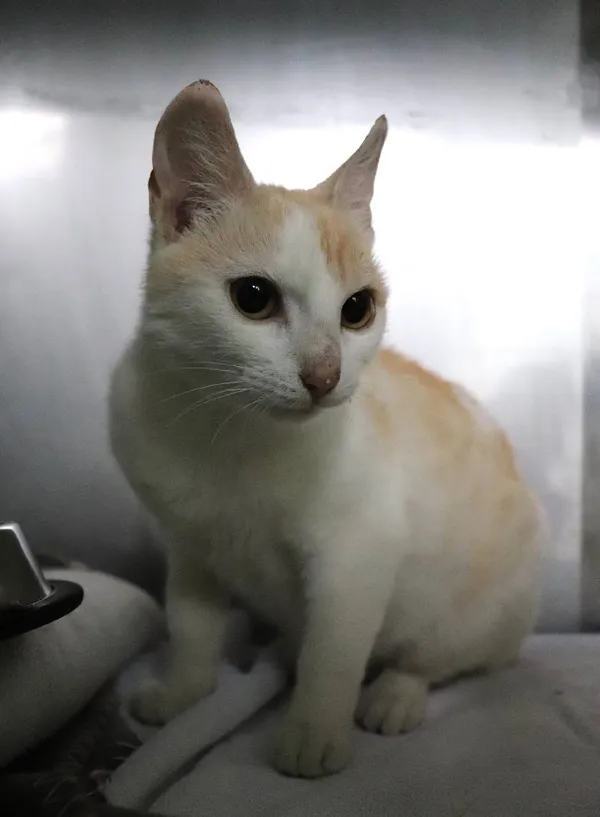 Znaleziono kota, Łódź, 22 maja 2025 (3/5)