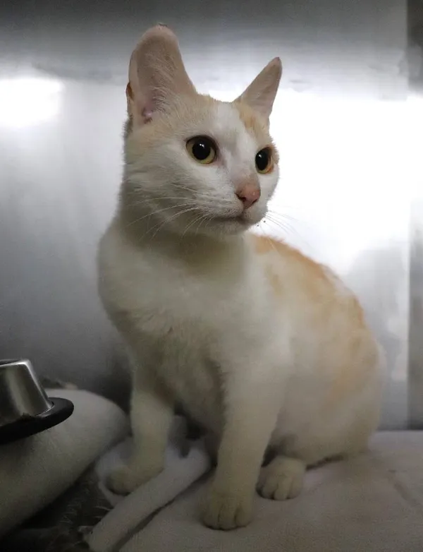 Znaleziono kota, Łódź, 22 maja 2025 (4/5)