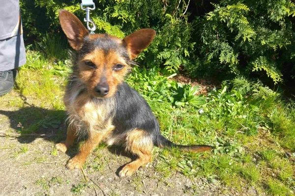 Pies do adopcji, Henrykowo, 23 kwietnia 2025 (1/5)