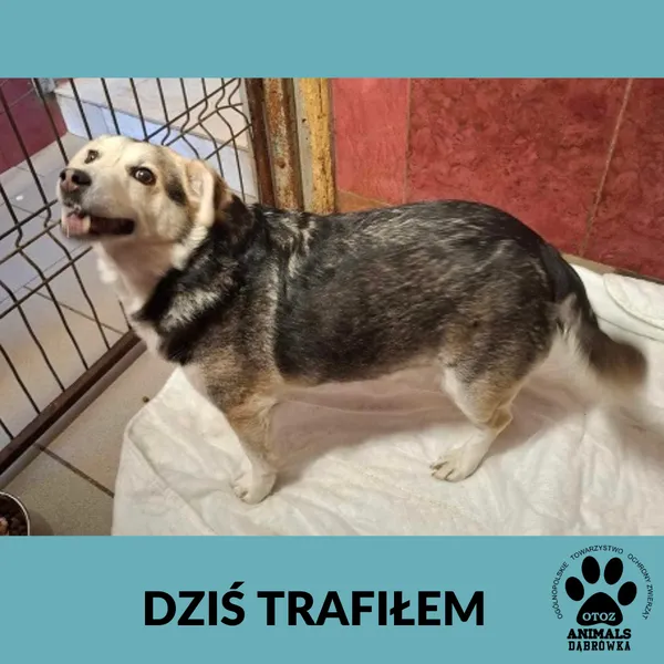 Znaleziono psa, Dąbrówka, 20 maja 2025