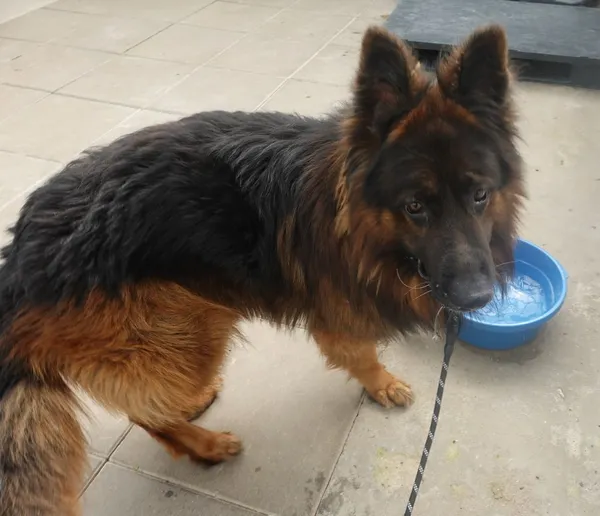 Znaleziono psa, Gdańsk, 22 maja 2025