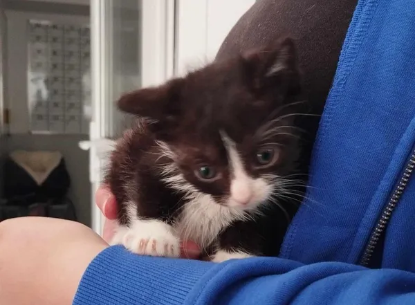 Znaleziono kota, Toruń, 20 maja 2025