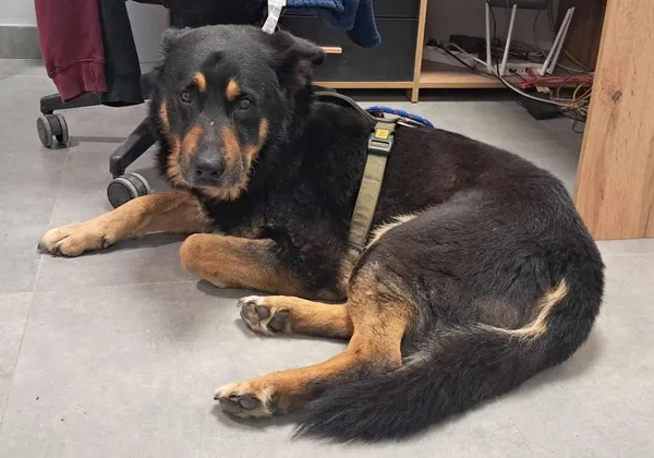 Znaleziono psa, Toruń, 19 maja 2025