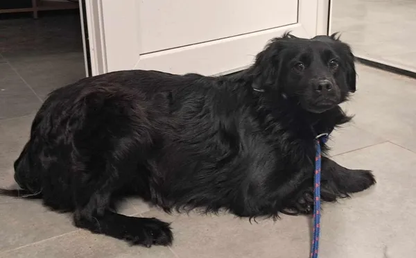 Znaleziono psa, Toruń, 19 maja 2025