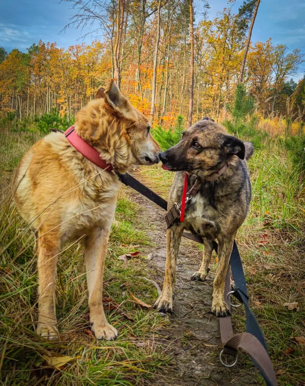 Pies do adopcji, Biała Podlaska, 5 sierpnia 2020 (4/5)