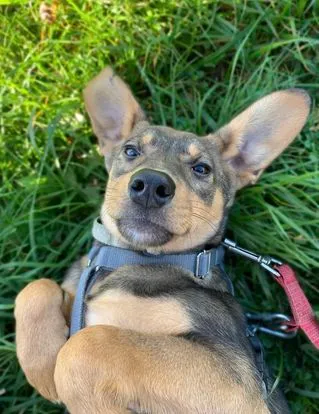 Pies do adopcji, Pawłowo, 23 maja 2025 (1/3)