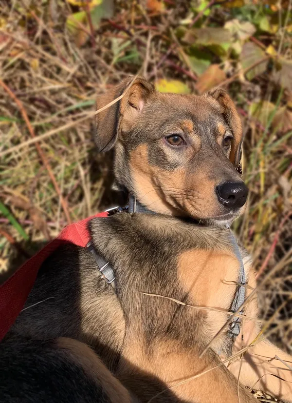 Pies do adopcji, Pawłowo, 23 maja 2025 (2/3)