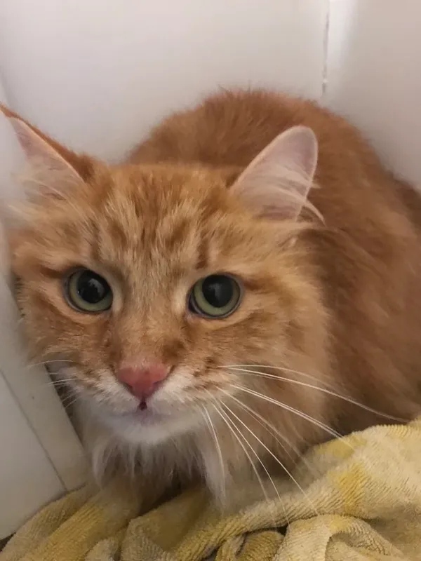 Znaleziono kota, Łódź, 22 maja 2025