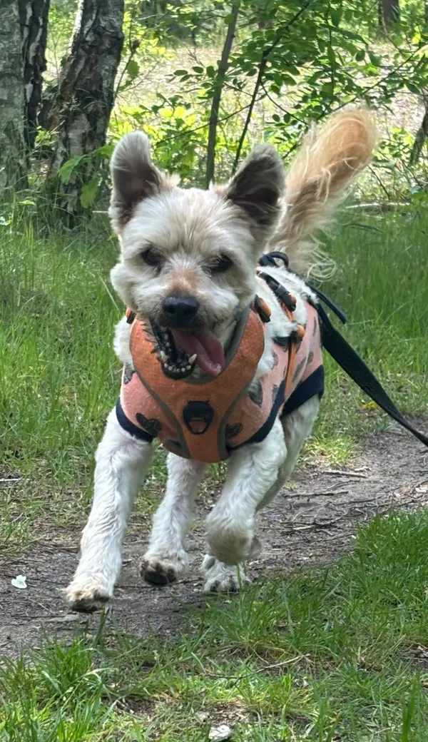 Pies do adopcji, Milanówek, 3 czerwca 2025 (2/5)