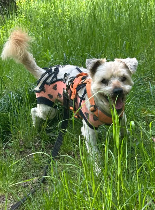 Pies do adopcji, Milanówek, 3 czerwca 2025 (4/5)