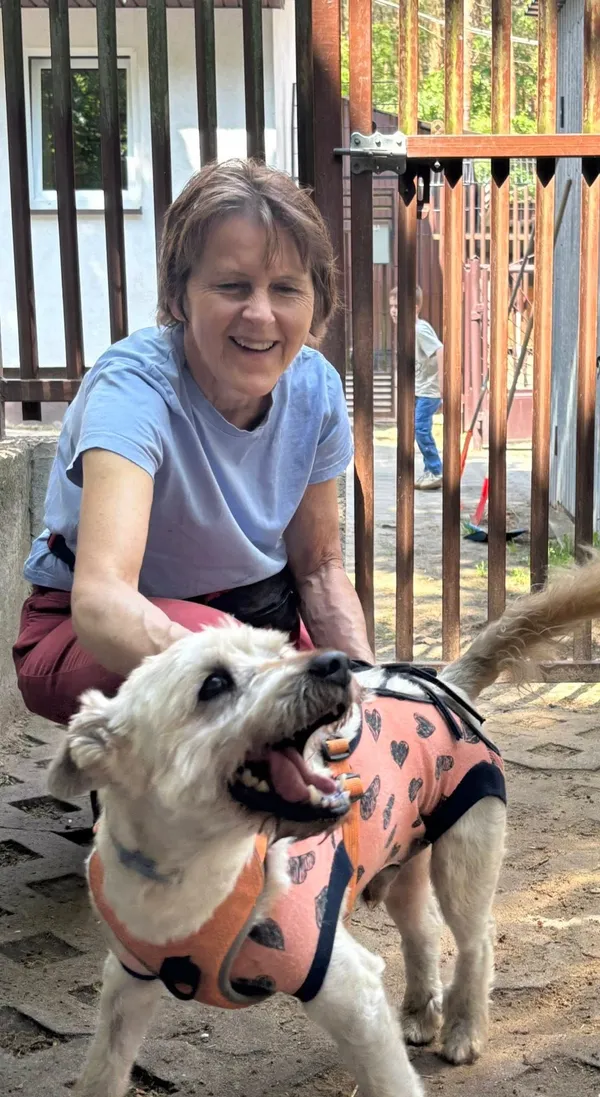 Pies do adopcji, Milanówek, 3 czerwca 2025 (5/5)