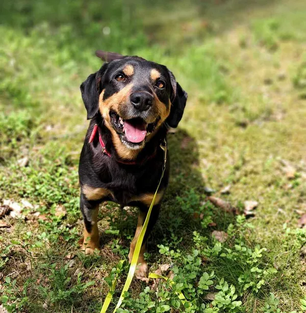 Pies do adopcji, Olsztyn, 1 maja 2025 (1/5)