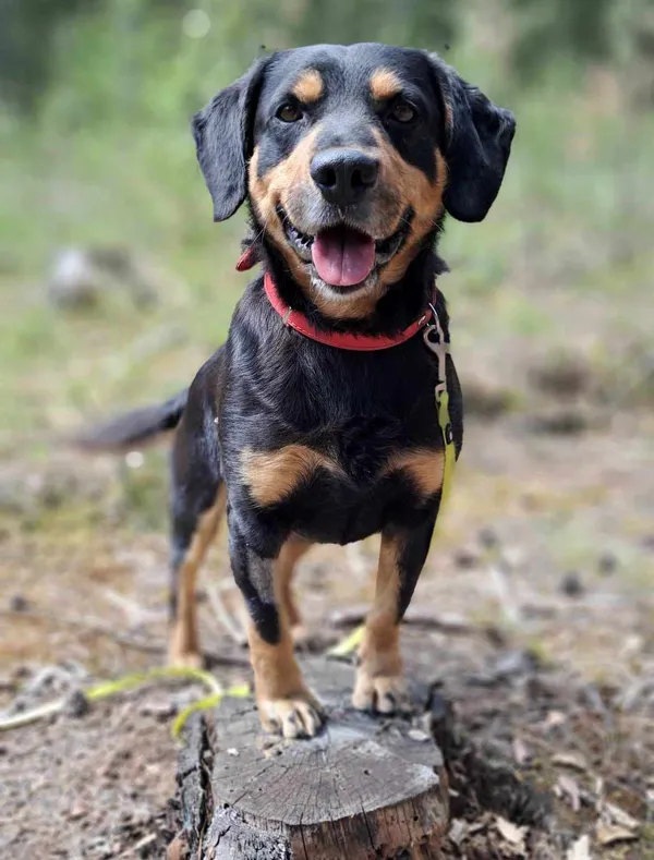 Pies do adopcji, Olsztyn, 1 maja 2025 (3/5)