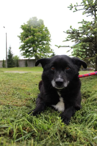 Pies do adopcji, Bełchatów, 24 marca 2025 (1/5)