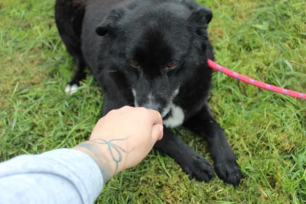 Pies do adopcji, Bełchatów, 24 marca 2025 (3/5)