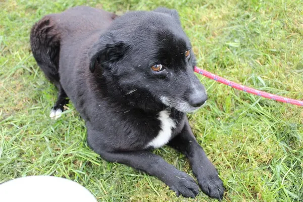 Pies do adopcji, Bełchatów, 24 marca 2025 (4/5)