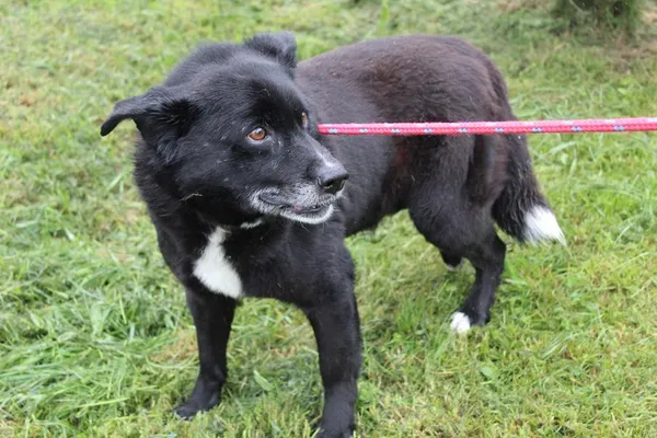 Pies do adopcji, Bełchatów, 24 marca 2025 (5/5)