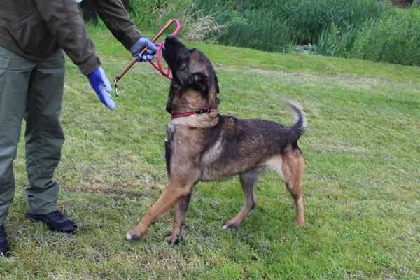 Pies do adopcji, Bełchatów, 2 kwietnia 2025 (2/3)