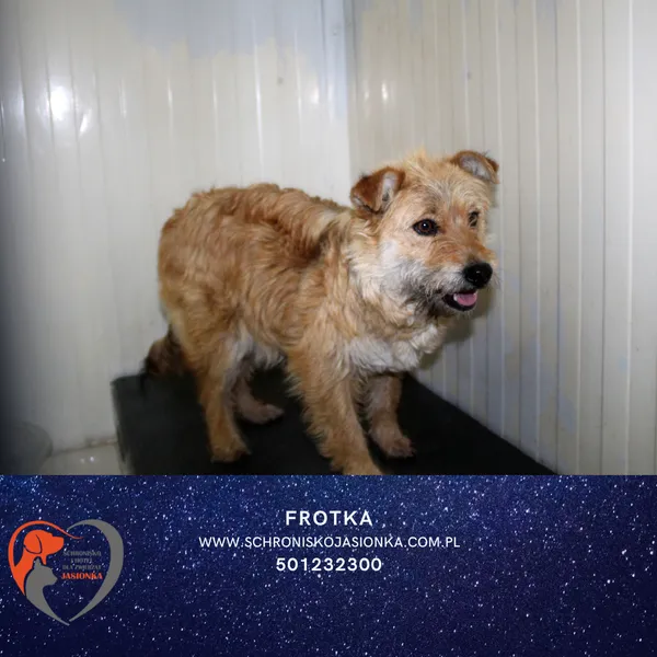 Pies do adopcji, Dębniak, 23 maja 2025