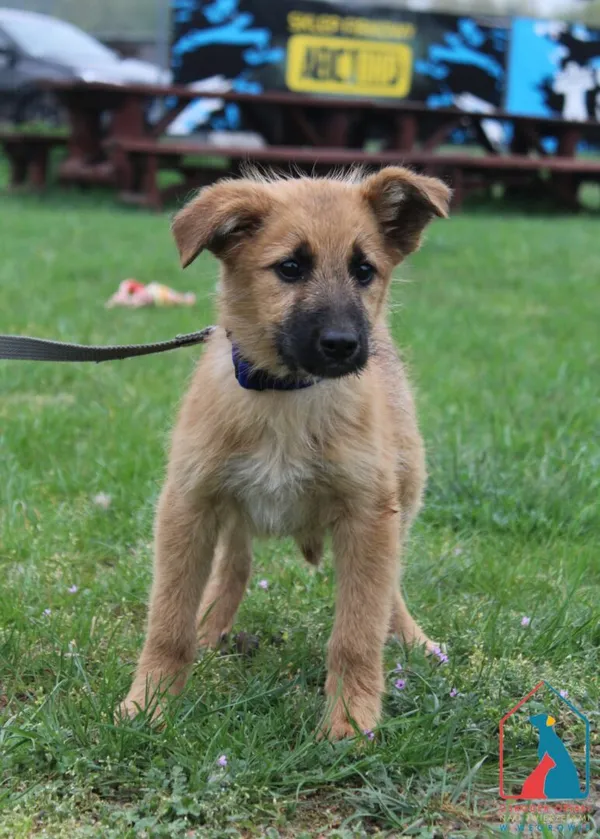 Pies do adopcji, Grudziądz, 23 kwietnia 2025