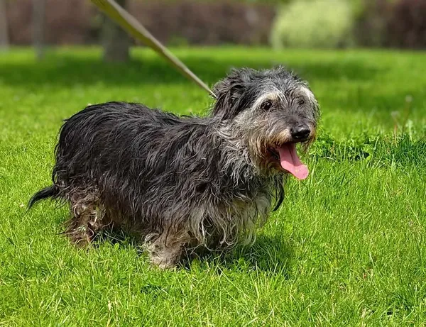 Znaleziono psa, Lublin, 23 maja 2025