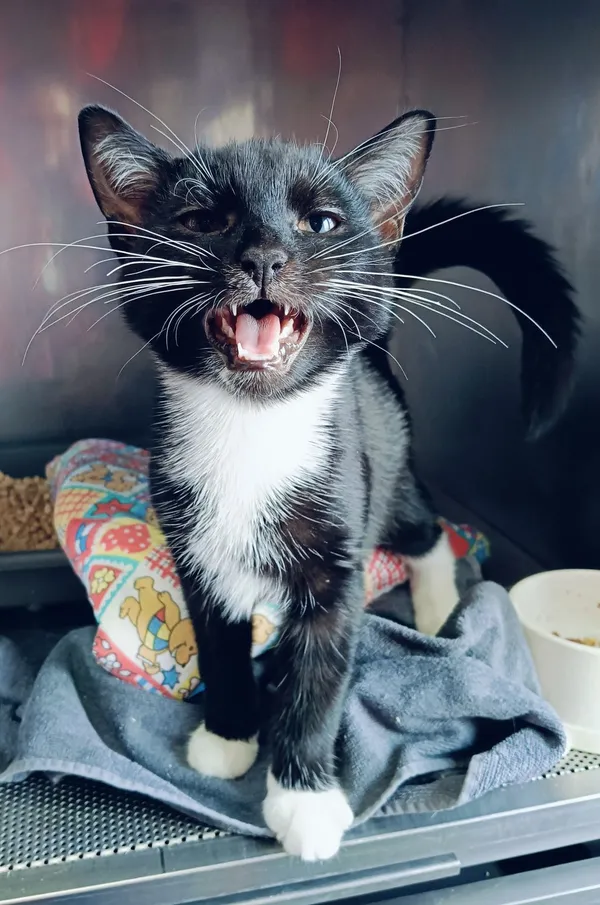 Znaleziono kota, Gdańsk, 22 maja 2025