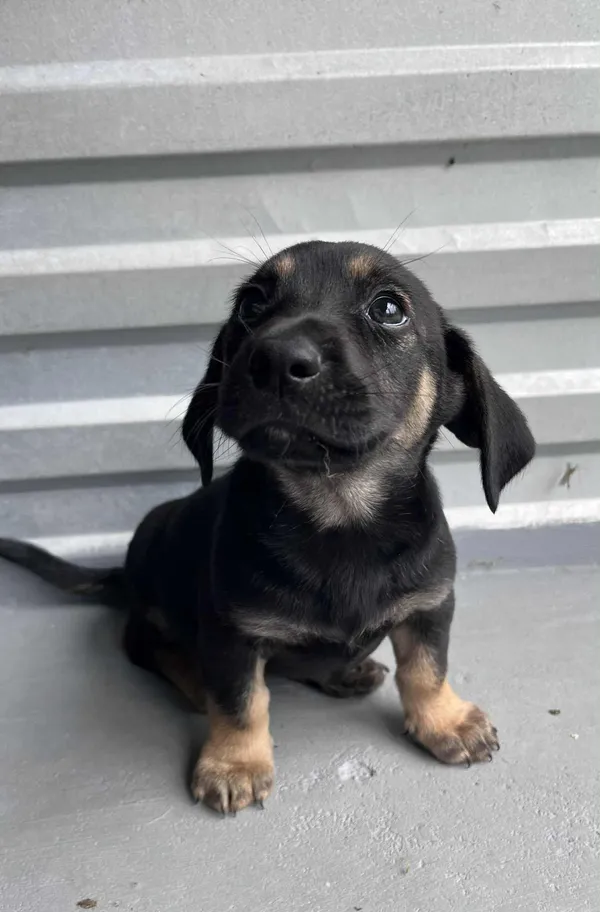 Pies do adopcji, Włocławek, 22 maja 2025 (1/5)