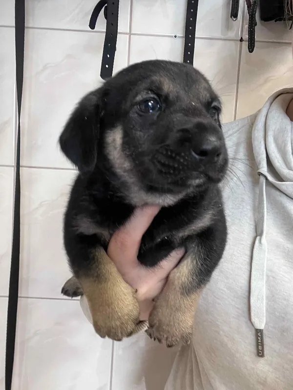 Pies do adopcji, Włocławek, 22 maja 2025 (2/5)