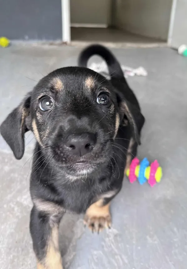 Pies do adopcji, Włocławek, 22 maja 2025 (3/5)