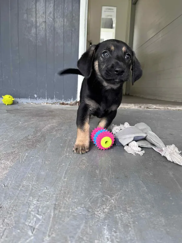 Pies do adopcji, Włocławek, 22 maja 2025 (5/5)