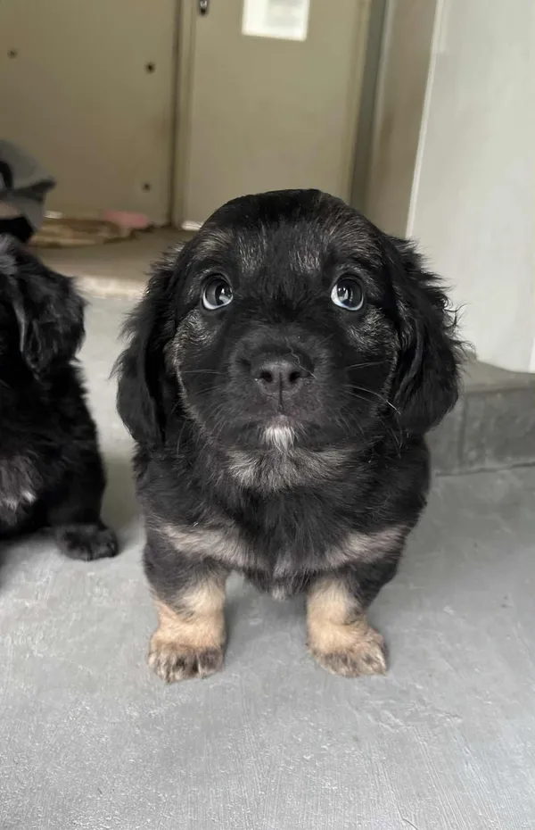 Pies do adopcji, Włocławek, 22 maja 2025 (1/5)