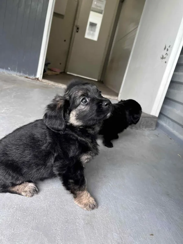 Pies do adopcji, Włocławek, 22 maja 2025 (2/5)