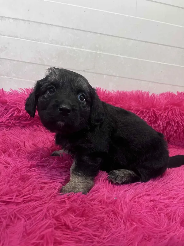 Pies do adopcji, Włocławek, 22 maja 2025 (3/5)