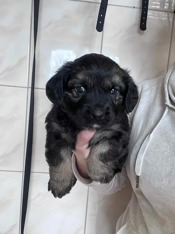 Pies do adopcji, Włocławek, 22 maja 2025 (4/5)