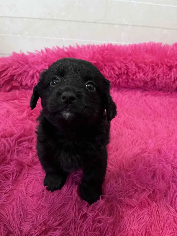 Pies do adopcji, Włocławek, 22 maja 2025 (3/5)