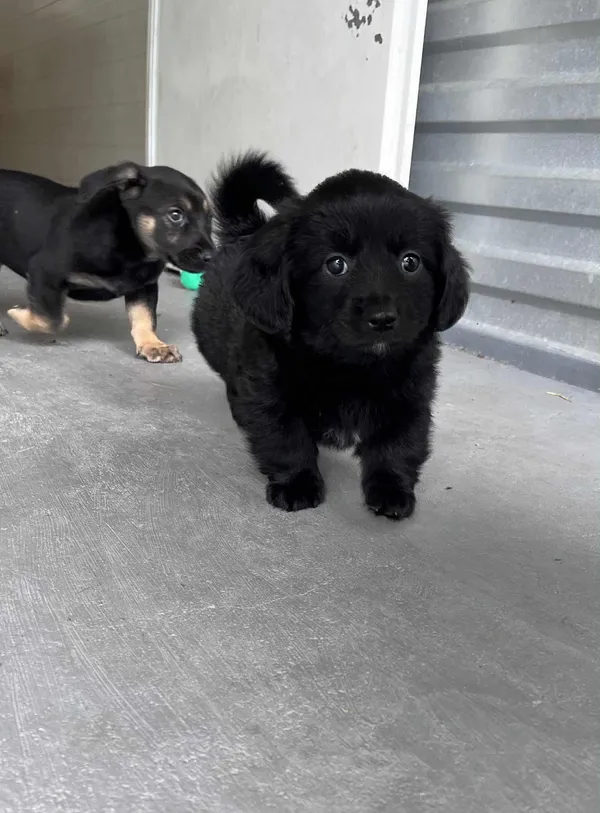 Pies do adopcji, Włocławek, 22 maja 2025 (4/5)