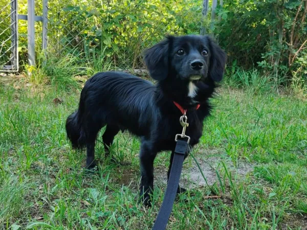 Pies do adopcji, Włocławek, 22 maja 2025 (1/5)