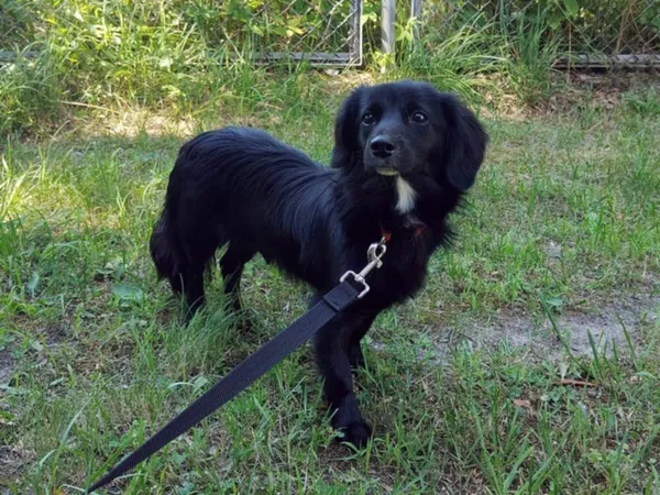 Pies do adopcji, Włocławek, 22 maja 2025 (2/5)