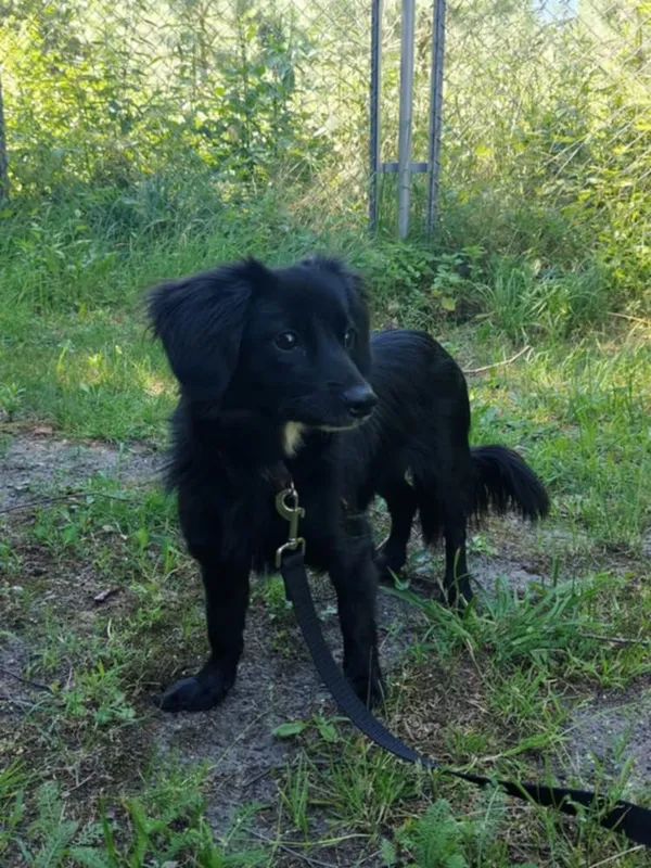 Pies do adopcji, Włocławek, 22 maja 2025 (4/5)